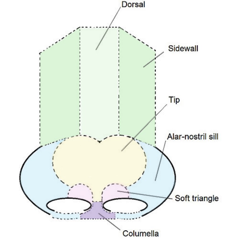 بخش‌های 6گانه بینی جهت فرم دهی بینی به شکل استاندارد
