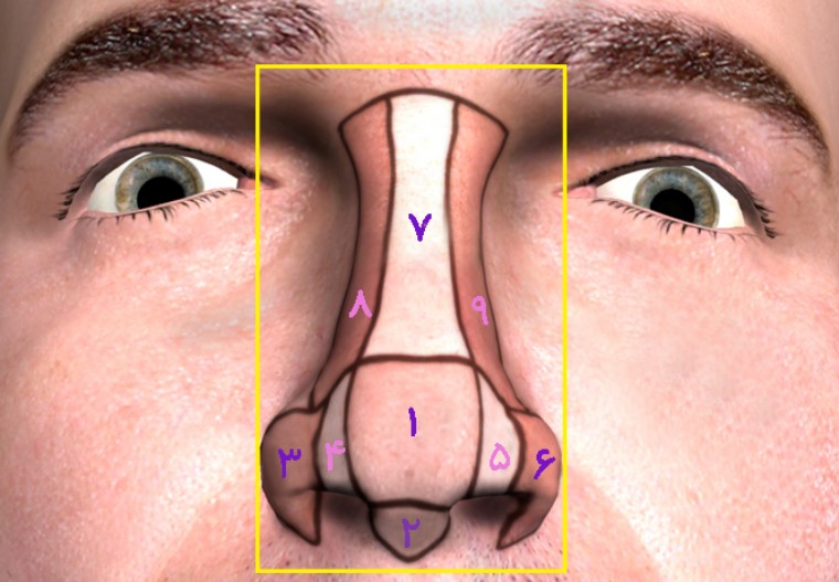 بخش‌های 9 گانه بینی جهت زیباسازی ظاهری