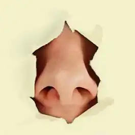 انواع بینی