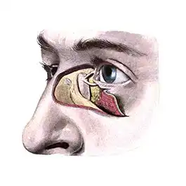 ساختار بینی