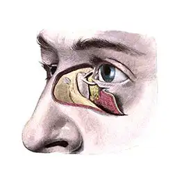 ساختار بینی