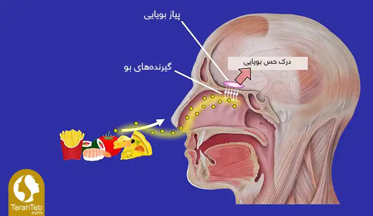 نحوه درک حس بویایی