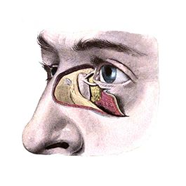 ساختار بینی